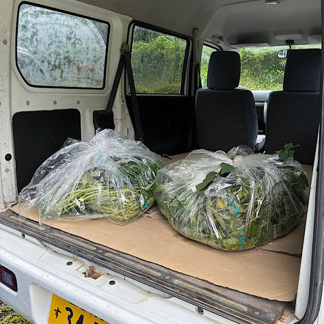 芋の苗を買いに
