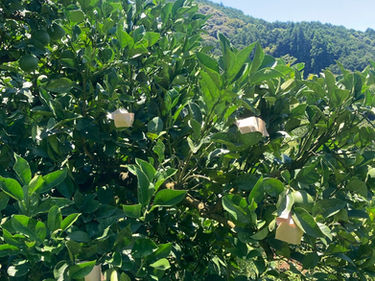 なんだろうこの気持ち！？