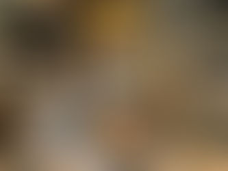 高級カニを発見〜