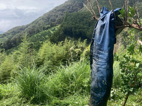 晴れたり雨だったり