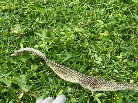 草刈り中に発見!