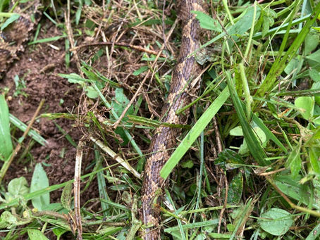 毒ヘビ、危機一髪!?