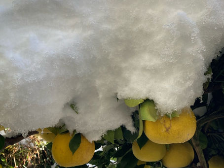 文旦の雪落とし