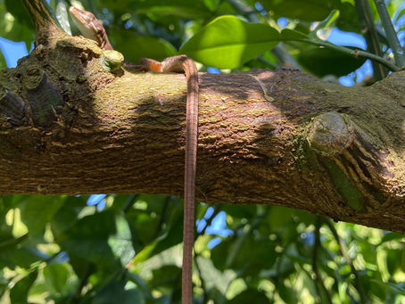 文旦の花が無い〜