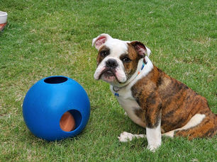 Tater Tot Is A Good Boy Seeking a Good Home!