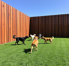 dogs playing in a dog park on astro turf that is surrounded by a tall solid wooden fence, 