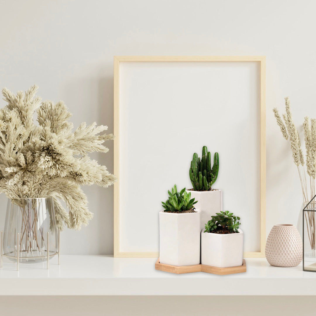 Jasmin Ceramic Pot Planter