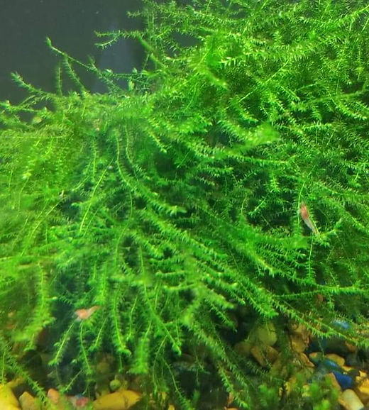 Queen Moss | Meadowview Aquatics