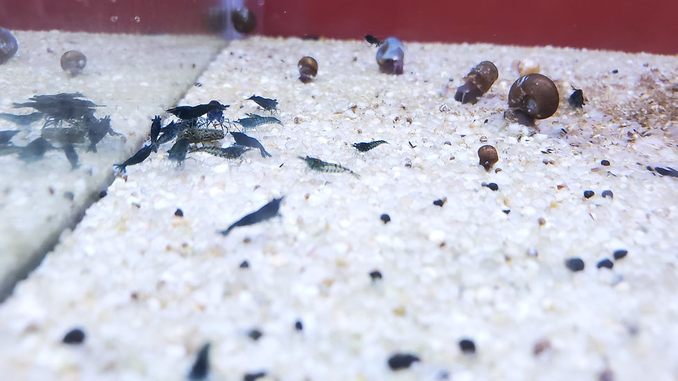 Thumbnail: Mixed Low Grade Neocaridina