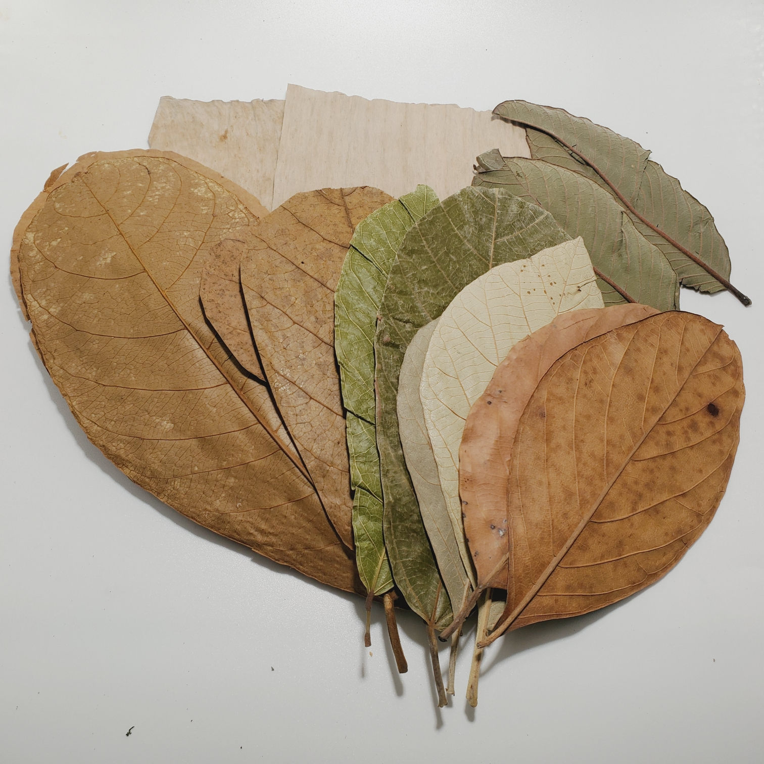 Leaf Sampler Pack