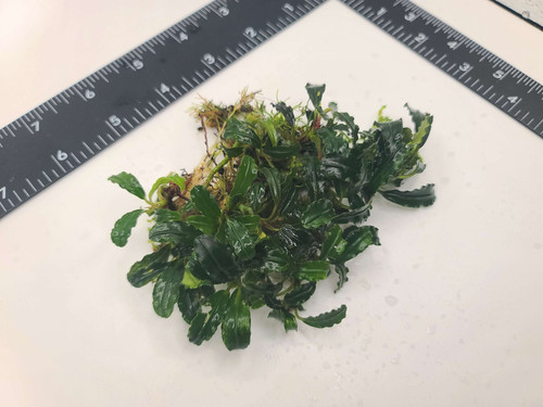 Bucephalandra sp Mini | Meadowview Aquatics