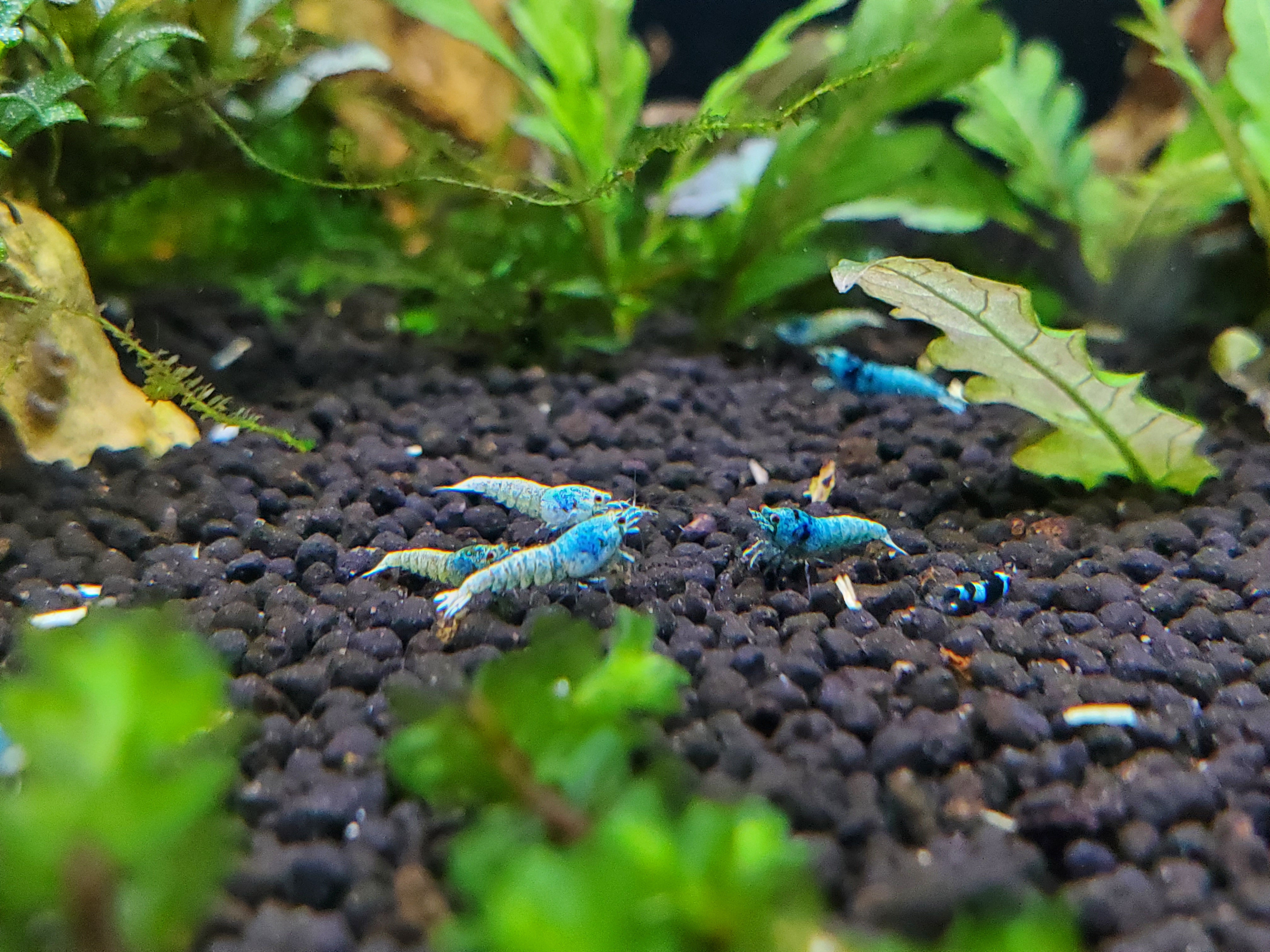 Blue Bolt, low grade