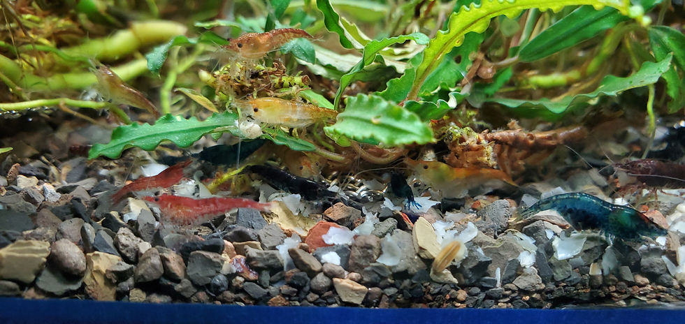 Thumbnail: Mixed Low Grade Neocaridina