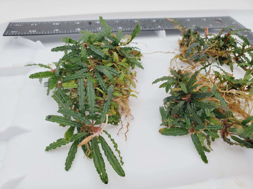 Bucephalandra sp Catherinae | Meadowview Aquatics