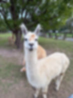 Sponsor Lillee - the Alpaca