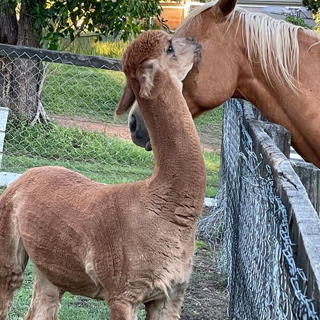 Welcome to Little Village Farm 