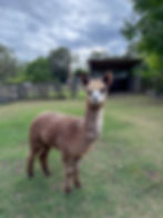 Sponsor Phoenix - the Alpaca