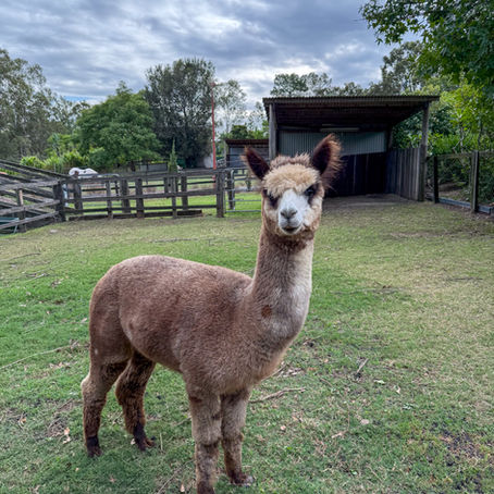Sponsor Phoenix the Alpaca