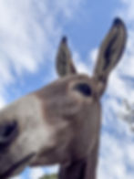Sponsor a Barnyard Buddy - Donkey - Pickles