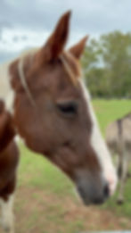 Sponsor a Barnyard Buddy - Horse - Jewel