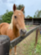 Sponsor a Barnyard Buddy - Horse - Hollywood