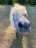Sponsor a Barnyard Buddy - Pony - Tuffy