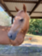 Sponsor a Barnyard Buddy - Horse - Hollywood