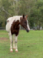 Sponsor a Barnyard Buddy - Horse - Jewel