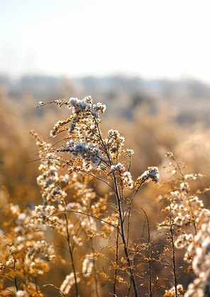 White WIld Flowers