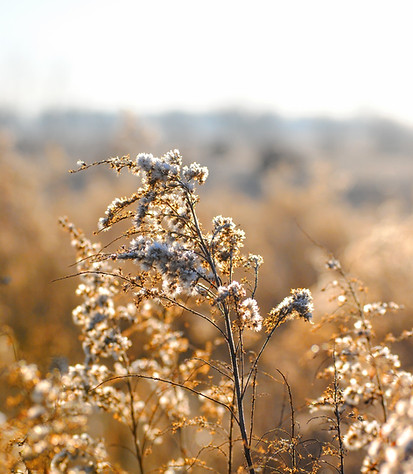 Weiß Wilde Blumen