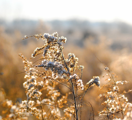 White WIld Flowers