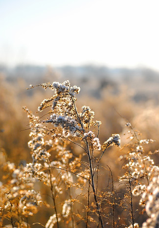 White WIld Flowers