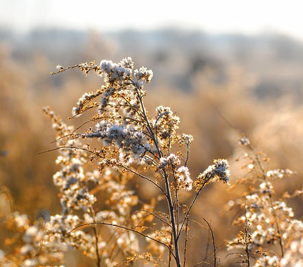 White WIld Flowers