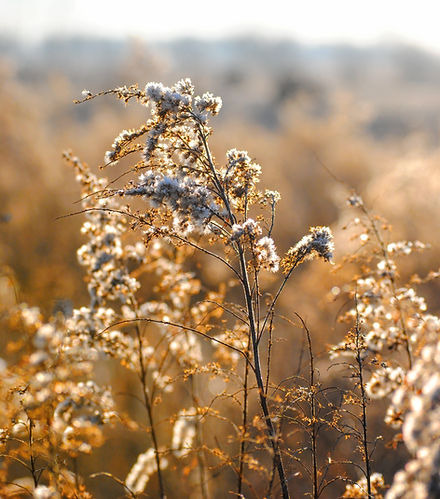 White WIld Flowers