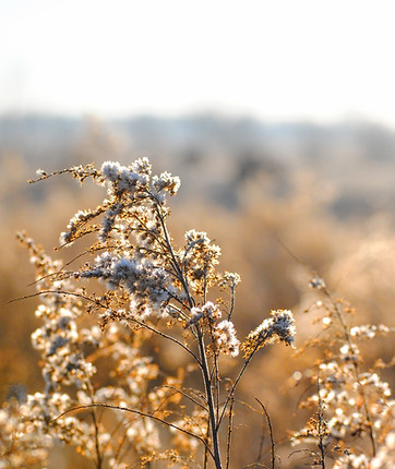 Witte wilde bloemen