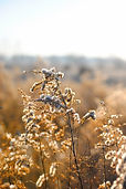 Fleurs blanches WIld