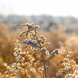 White WIld Flowers