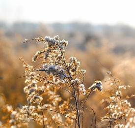 White WIld Flowers