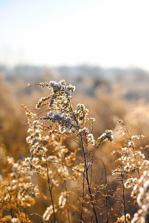 White WIld Flowers