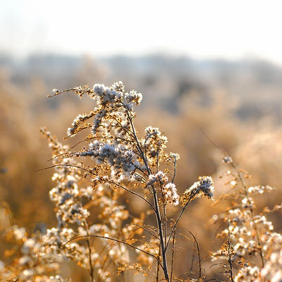 Weiß Wilde Blumen