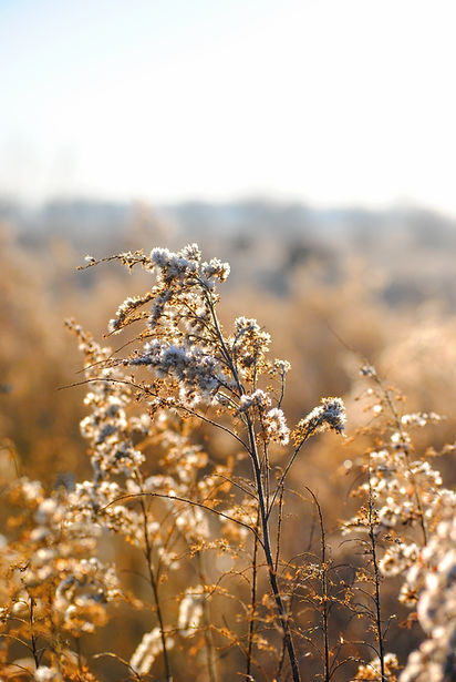 Hvid vilde blomster