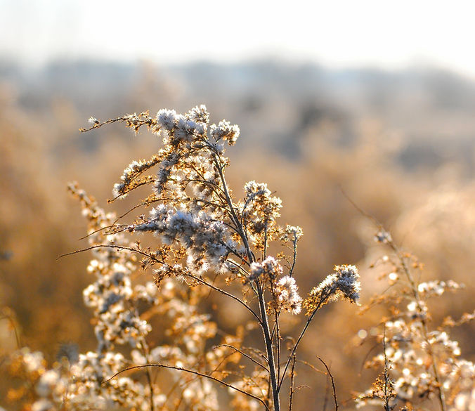 Fleurs blanches WIld