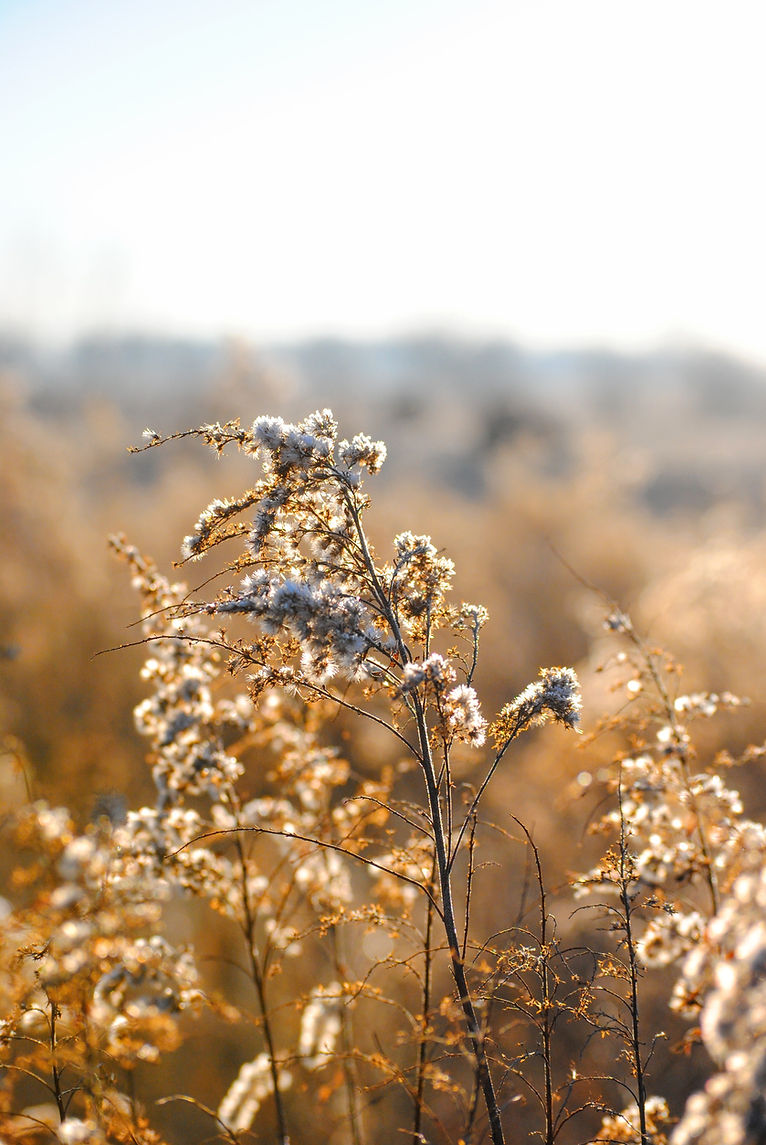 Weiß Wilde Blumen
