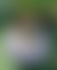 Four Weddings and a Funeral