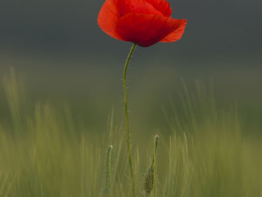 The Vitality in Remembering