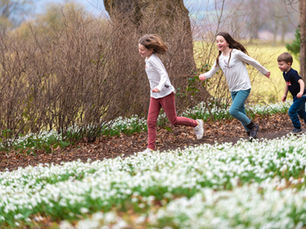 Snowdrops bloom at Chirk Castle – a sure sign spring is on its way