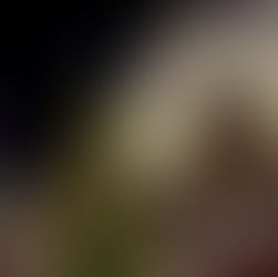 The famous Christmas tree