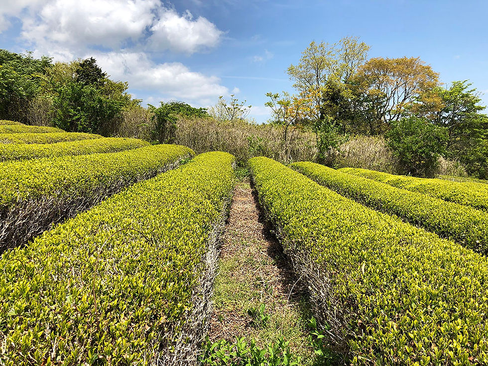さつきの郷の茶畑