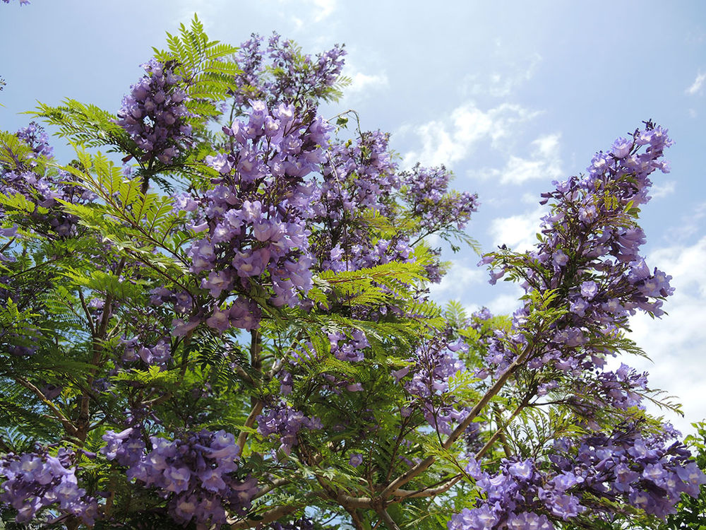 熱海ジャカランダ フェスティバル Irodori 彩り ブログ