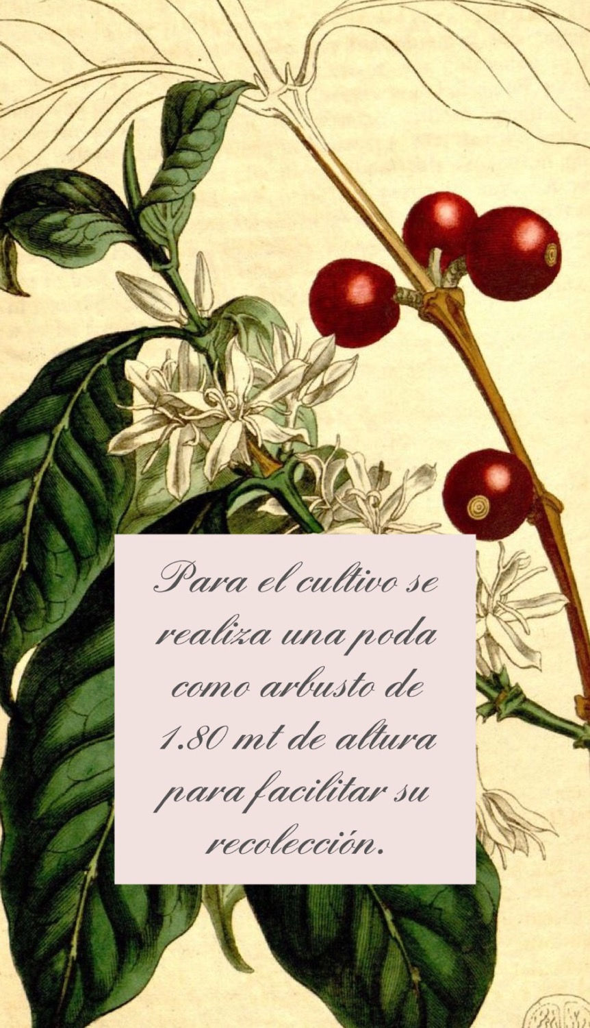 Planta de cafeto arábigo tratamiento organico
